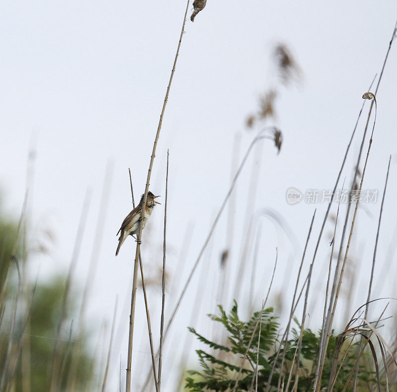 大reed Warbler (Acrocephalus arundinaceus)唱歌